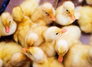 El ‘foie gras’ es tortura El ‘foie gras’ es tortura