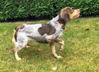 Europarlamentarios piden a España que proteja a los perros de caza