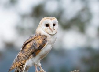 Los raticidas son trampas para las lechuzas y muy dañinos para el medio ambiente