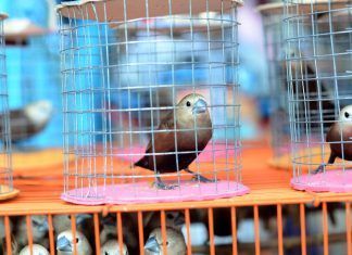 ¿Por qué hay gente que captura pájaros? ¿Por qué hay gente que captura pájaros?
