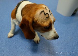 Animales maltratados en el laboratorio de Vivotecnia