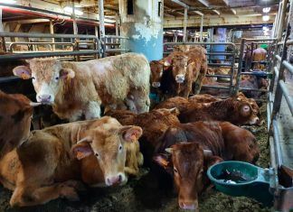 Animales transportados a larga distancia: España en el punto de mira Bienestar animal: Que ningún animal se quede atrás