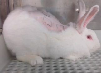 La Comunidad de Madrid deniega el decomiso de los animales de Vivotecnia La Comunidad de Madrid deniega el decomiso de los animales de Vivotecnia