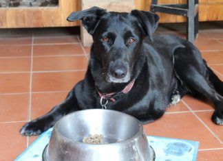 ¿Alimentar a los animales (de compañía) con comida no vegana?