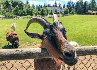 ¿Qué es un santuario de animales?