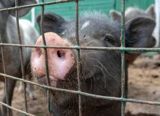 La Comisión Europea se compromete a prohibir las jaulas para animales de granja