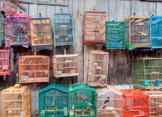 Las implicaciones del silvestrismo en las aves: cantar privados de libertad Las implicaciones del silvestrismo en las aves: cantar privados de libertad