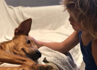 Código Civil catalán y animales de compañía: nuevas propuestas para una nueva realidad social codigo civil animales