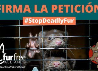 #StopDeadlyFur, la petición para poner fin a las crueles y peligrosas granjas peleteras del mundo #StopDeadlyFur