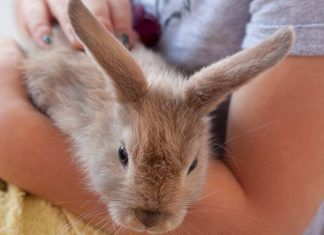 Garantizar el bienestar del conejo con el que convivimos Garantizar el bienestar del conejo con el que convivimos