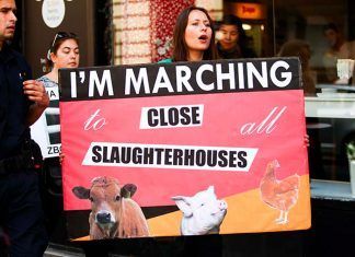 Para un movimiento vegano libre de micromachismos movimiento vegano libre de micromachismos