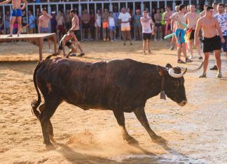 Festejos con animales. Las tradiciones más crueles Festejos con animales. Las tradiciones más crueles.