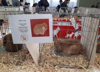 Las ferias y mercados con animales vivos