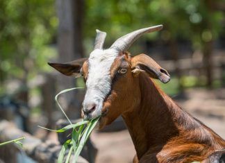 Cuando un santuario de animales no es un santuario santuario de animales