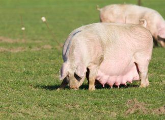 Misoginia en el veganismo Misoginia en el veganismo