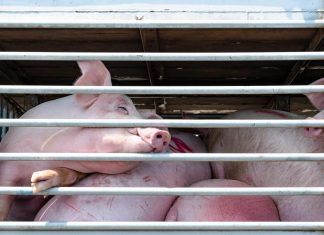 Reino Unido prohíbe la exportación de animales vivos cerdos camion