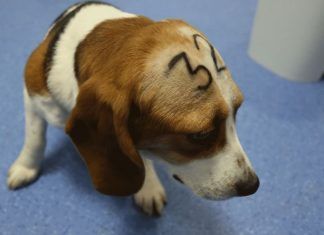 38 cachorros de Beagle podrían ser sacrificados por Vivotecnia