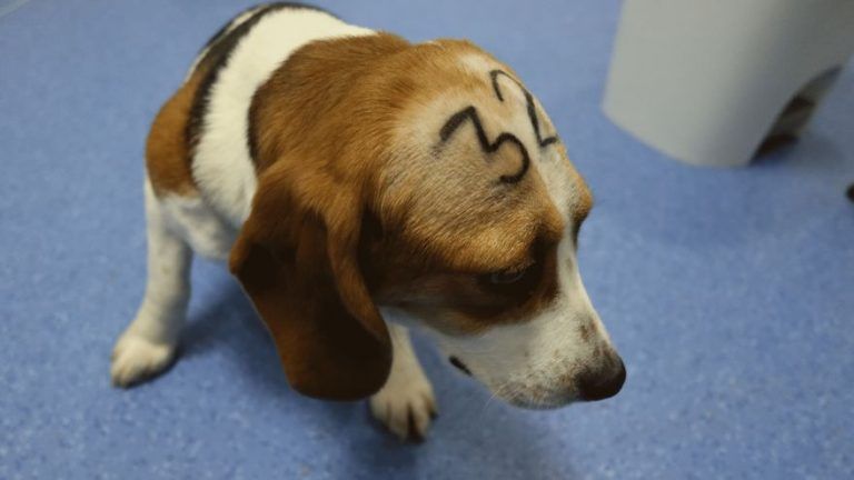 38 cachorros de Beagle podrían ser sacrificados por Vivotecnia