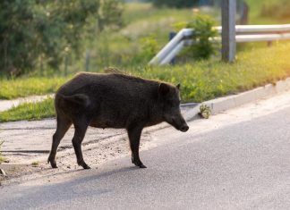 ¿Cómo podemos gestionar la convivencia con el jabalí urbano? convivencia jabalí