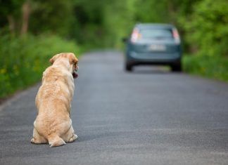 ¿Qué es el Derecho Animal? derecho animal
