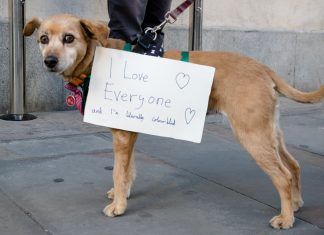 ¿Existen leyes que apoyen los Derechos de los Animales? leyes derecho animal