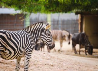 Veganos y zoológicos veganos y zoológicos