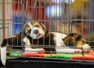 ¿Pueden las tiendas vender animales de compañía? vender animales