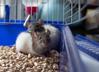 La Comisión Europea no tomará medidas para eliminar los experimentos con animales experimento animal