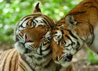 La ONU reconoce por primera vez el vínculo entre el bienestar animal y el daño medioambiental onu bienestar animal