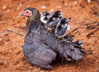 Las gallinas felices no ponen huevos gallinas