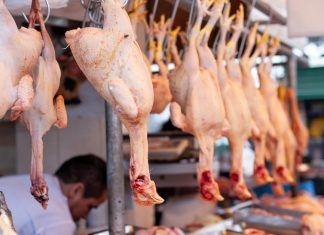 La gripe aviar en España. ¿Qué está pasando? gripe aviar