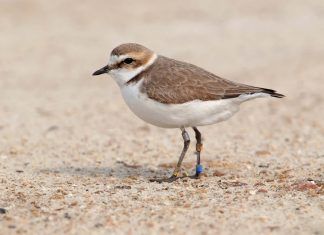 La coexistencia de la fauna salvaje y los animales domésticos en los espacios naturales