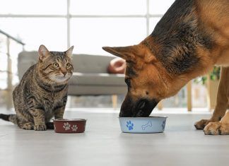 ¿Una dieta vegana es saludable para perros y gatos? dieta vegana animales