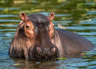 La comunidad de hipopótamos del Río Magdalena La comunidad de hipopótamos del Río Magdalena