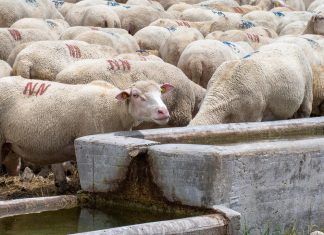 ¿Qué es el Derecho Global Animal? derecho animal global