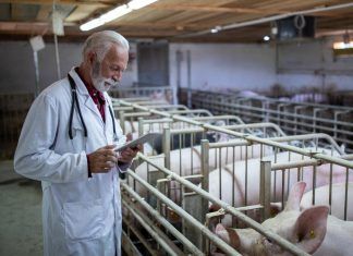 La extrema crueldad de la industria de la sangre de yegua sangre de yegua