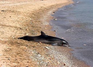 Al menos 5.000 delfines muertos en el Mar Negro desde el inicio de la guerra en Ucrania