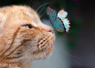 La nueva Ley de Protección Animal: ¿qué cambios introduce? Ley de Protección Animal