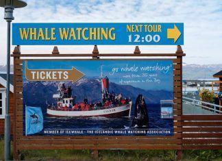 ¿Va a acabar la caza de ballenas en Islandia? caza de ballenas