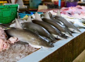 ¿Qué es el escualeno y por qué está poniendo en riesgo a los tiburones? escualeno