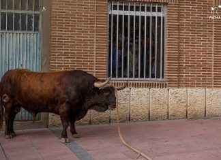 La plataforma antitaurina de Alfafar condena las escenas de maltrato animal acontecidas en ‘Bous al carrer’