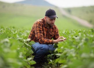 Biofertilizantes: calidad del suelo y los cultivos biofertilizantes