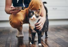Sobrepeso en perros y gatos: cómo detectarlo y ajustar sus porciones comida vegana mascotas