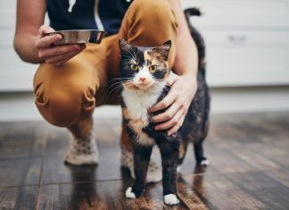 Los últimos estudios sobre la comida vegana para mascotas comida vegana mascotas