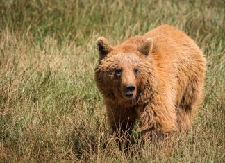 La historia del oso pardo del Pirineo oso pardo