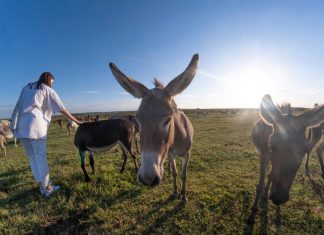 ¿En qué consisten los paralelos y opuestos del Derecho Animal y Ambiental? derecho animal y ambiental