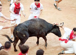 Cambios que introduce la nueva Ley de Protección Animal ley de protección animal