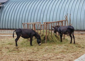 ¿Qué santuarios de animales son compatibles con el veganismo?