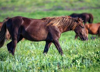 Los veganos no montan a caballo caballo