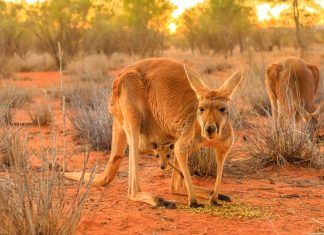 ¿Por qué el canguro es un animal amenazado en Australia? canguro